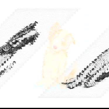 Kathings border collie A4